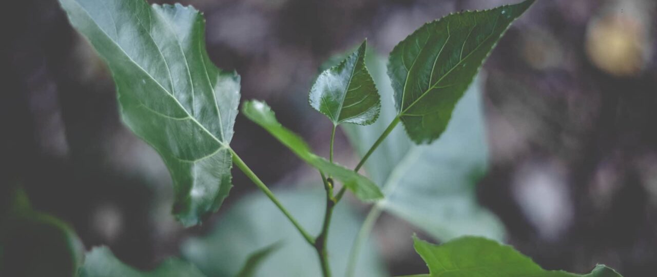 Prise en Main du Fujifilm X-H1 à Metz