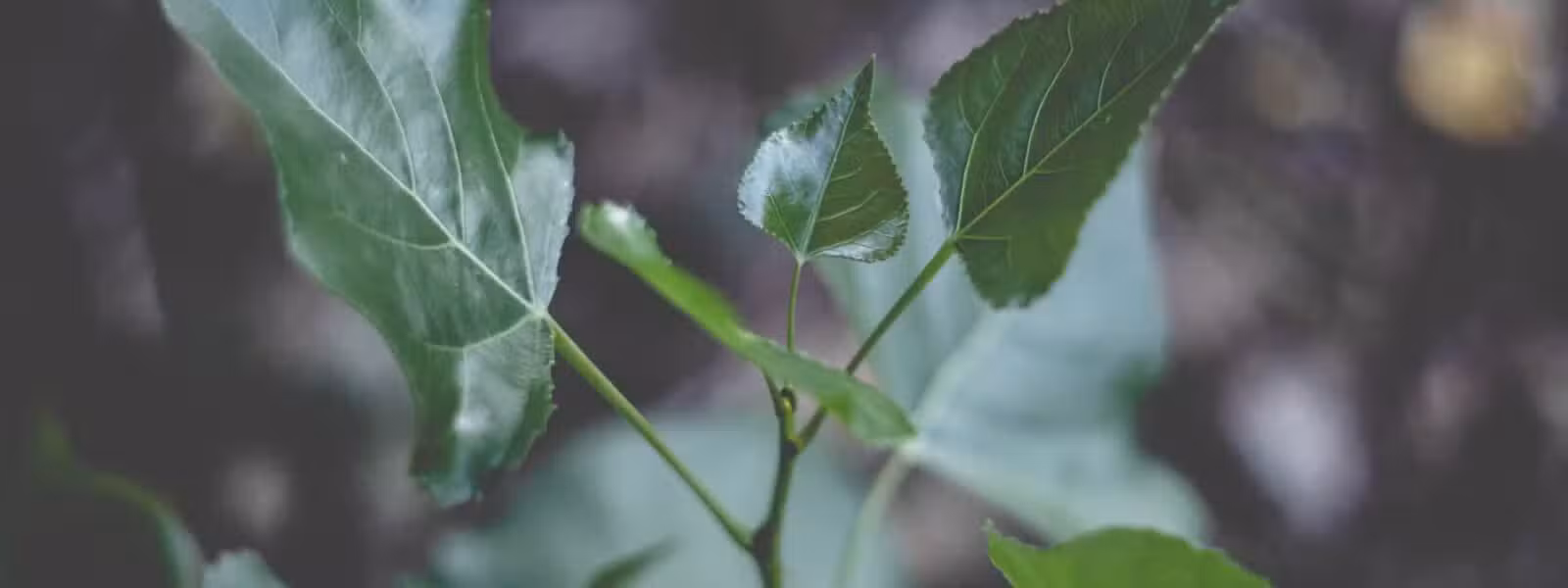 Feuilles vertes en gros plan