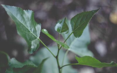 Feuilles vertes en gros plan
