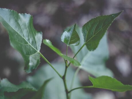 Feuilles vertes en gros plan