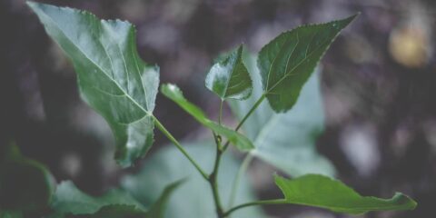 Feuilles vertes en gros plan