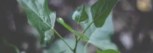 Feuilles vertes en gros plan