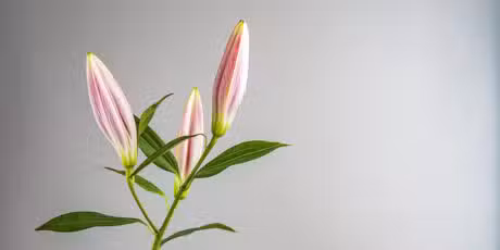 Variations Florales