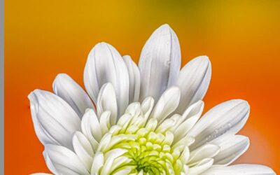 focus stacking lightroom résultat final