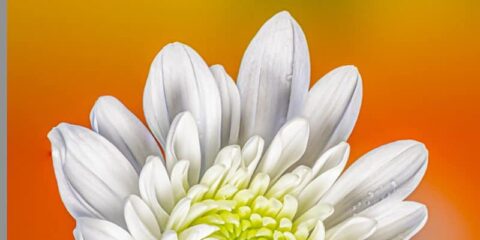 focus stacking lightroom résultat final