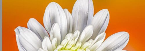 focus stacking lightroom résultat final