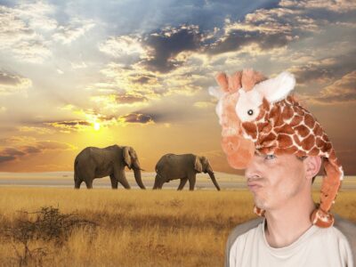 Personne avec bonnet girafe devant éléphants au coucher.
