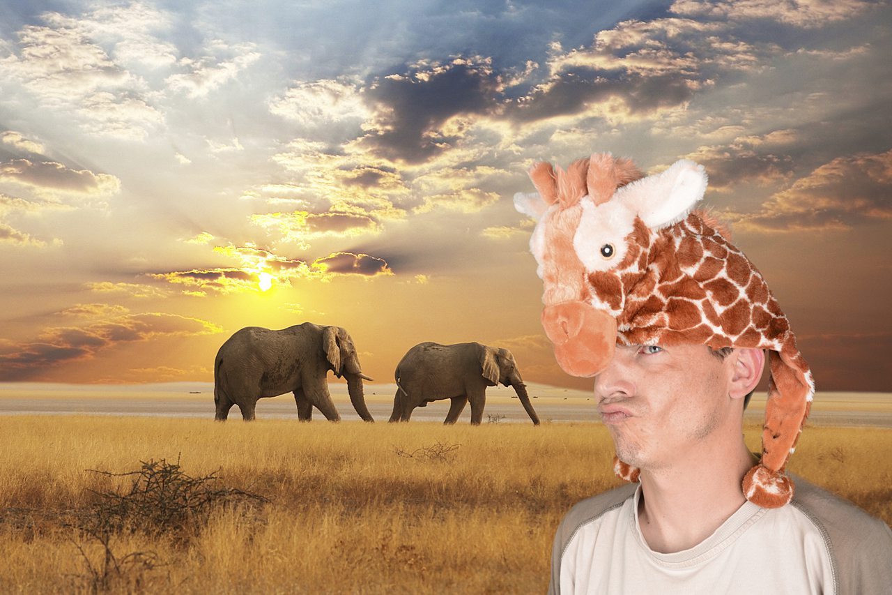 Homme avec bonnet girafe devant éléphants au coucher du soleil.