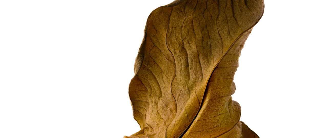 Focus Stacking en 2025 : la technique ultime pour une mise au point parfaite 