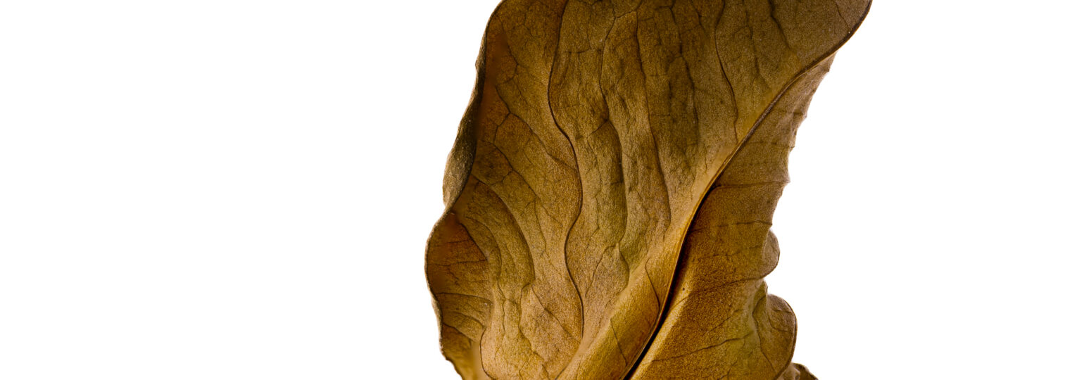 FOCUS STACKING EN 2025,FOCUS STACKING 2025