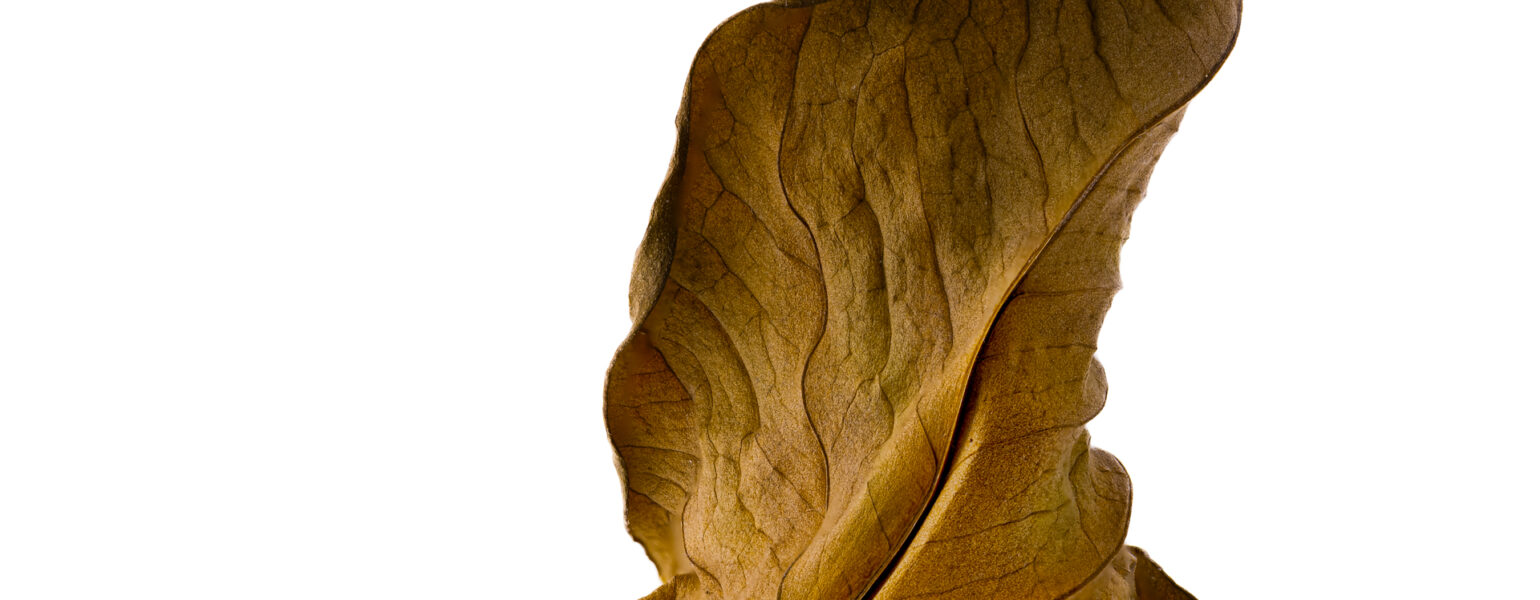 FOCUS STACKING EN 2025,FOCUS STACKING 2025