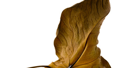 FOCUS STACKING EN 2025,FOCUS STACKING 2025