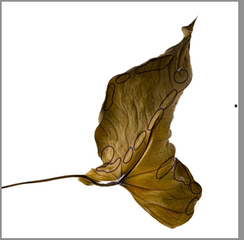 FOCUS STACKING EN 2025,FOCUS STACKING 2025